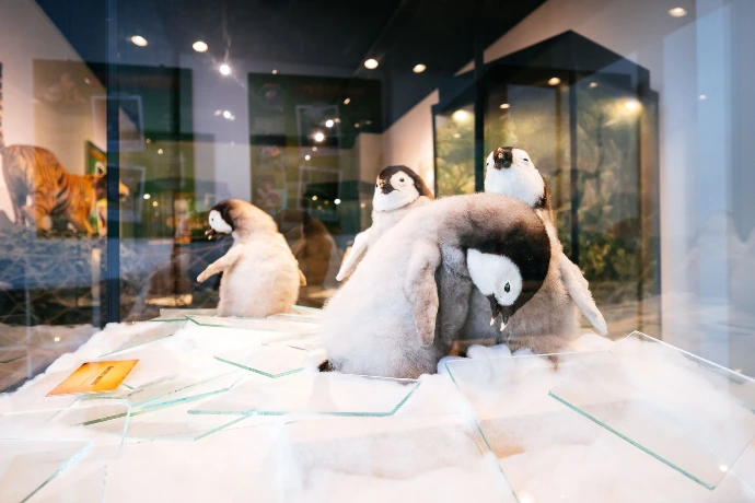 Les As de la Jungle | Espace Muséal d'Andenne (EMA)