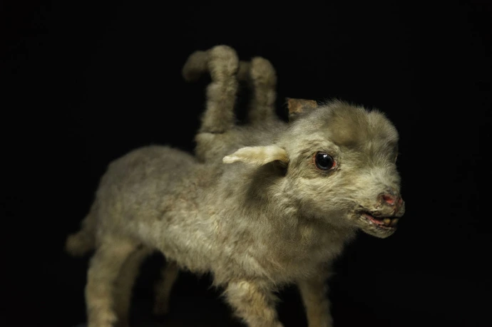 Du poil de Mammouth à l'oeil du Cyclope : 200 bizarreries scientifiques | Embarcadère du Savoir | Université de Liège | Sophie Bernard Photography